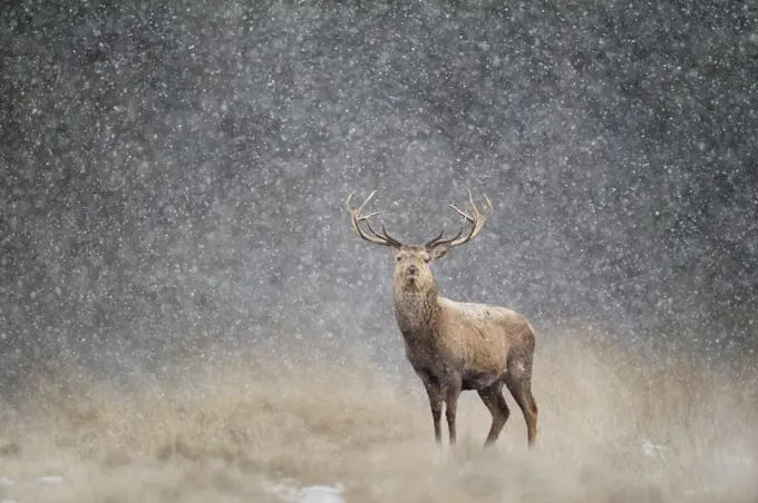 Red deer stag (Cervus elaphus) in heavy snow, Cheshire, UK, March