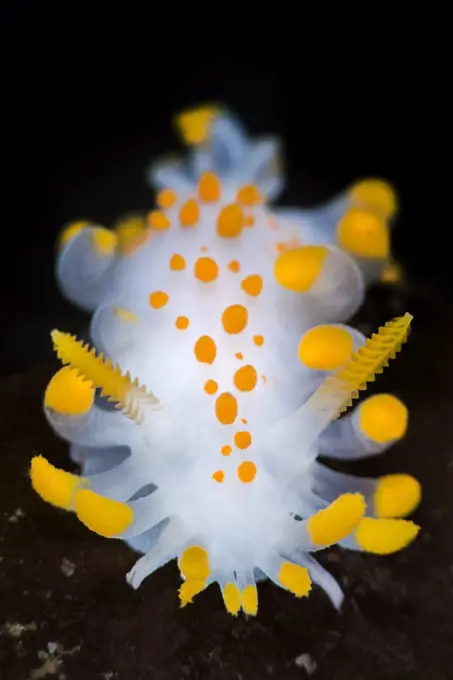 A portrait of a nudibranch ( Limacia clavigera) searching for food on algae. Gulen, Norway. North East Atlantic Ocean.