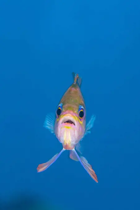 A portrait of a Mediterranean anthias (Anthias anthias) against open water. Secca Del Papa, Tavolara Marine Protected Area, Sardinia, Italy. Mediterranean Sea.