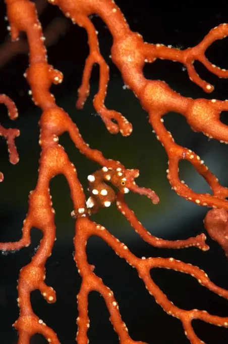 Pygmy seahorse, not currently described hiding in sea fan, Raja Ampat, Irian Jaya, West Papua, Indonesia, Pacific Ocean