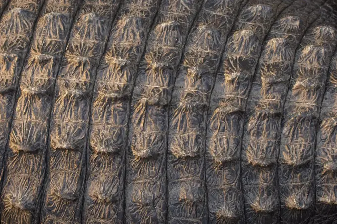 American Alligator (Alligator mississippiensis) close up of scutes / scales, Florida Everglades, Florida, USA.