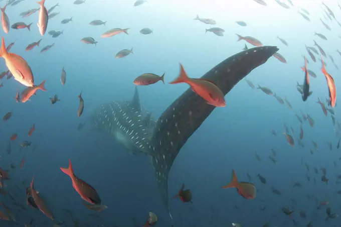 Whale shark (Rhincodon typus) Galapagos Islands., Darwin Island and Arch, Galapagos