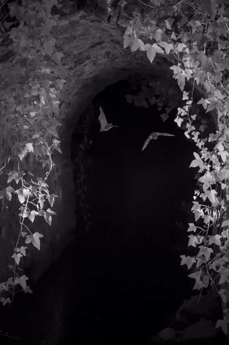 Bats (Microchiroptera) in flight under bridge, taken at night with infra red remote camera trap, Mayenne, Pays de Loire, France, August.