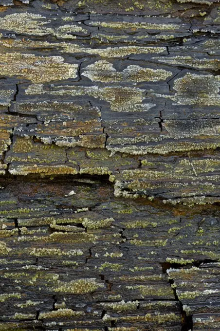 Marcellus shale, source rock of huge quantities of natural gas, and used for fracking, near Marcellus, New York, USA, October 2013.