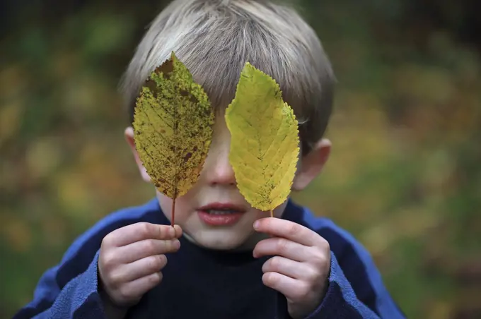 Boy covering eyes with leaf, Norwich, UK, November 2013. Model released.