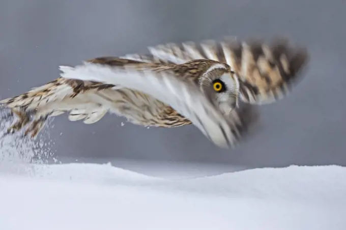 Short Eared Owl (Asio flammeus) taking off, blurred motion photograph, UK, January. Captive