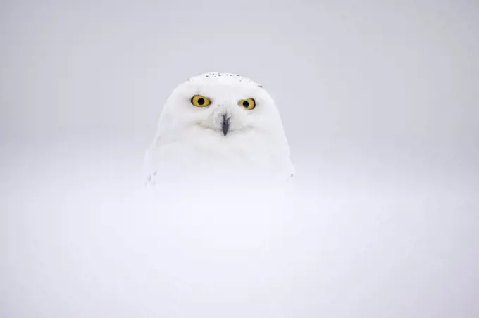 Snowy Owl (Bubo scandiacus) in snow, UK, January. Captive.