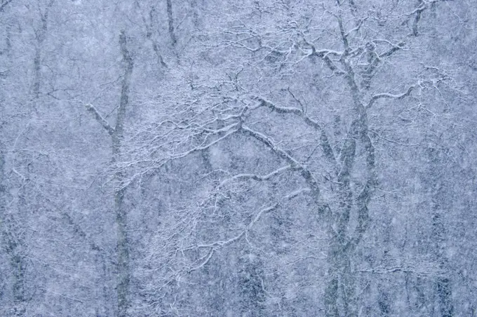 European beech (Fagus sylvatica) forest in snow, Wittow, Rugen, Germany, January.