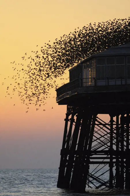 Murmuration of Starlings (Sturnus vulgaris) taking off North Pier in Blackpool, England, UK. March 2011.