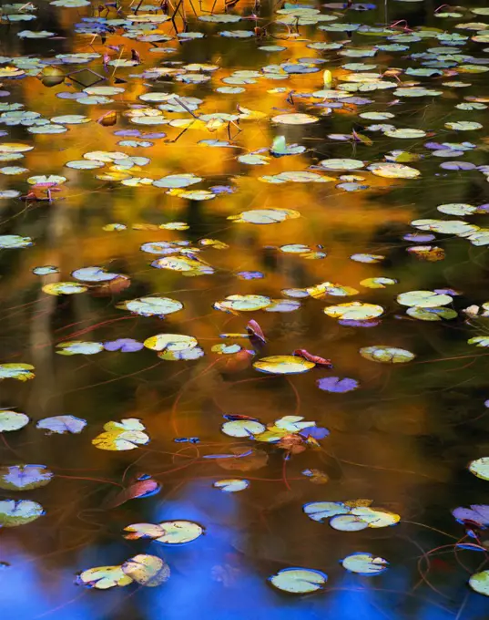 Water lily (Nuphar variegatum) leaves, Seal Cove Pond, Acadia National Park, Maine, USA, November.