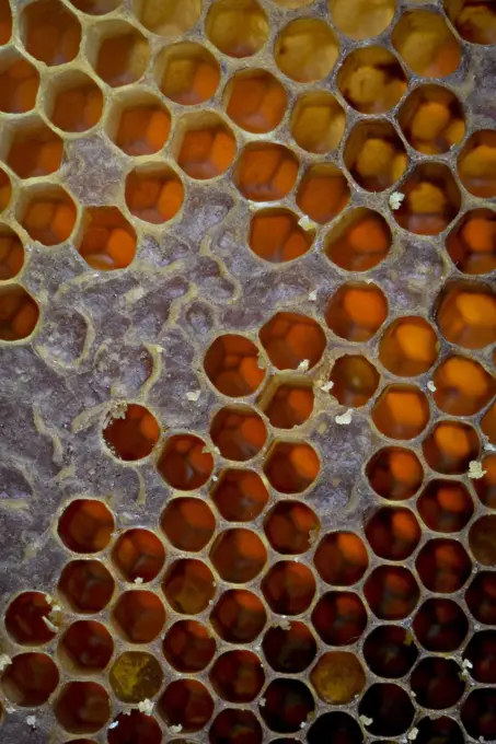 European honey bee (Apis mellifera) honey comb with some capped.