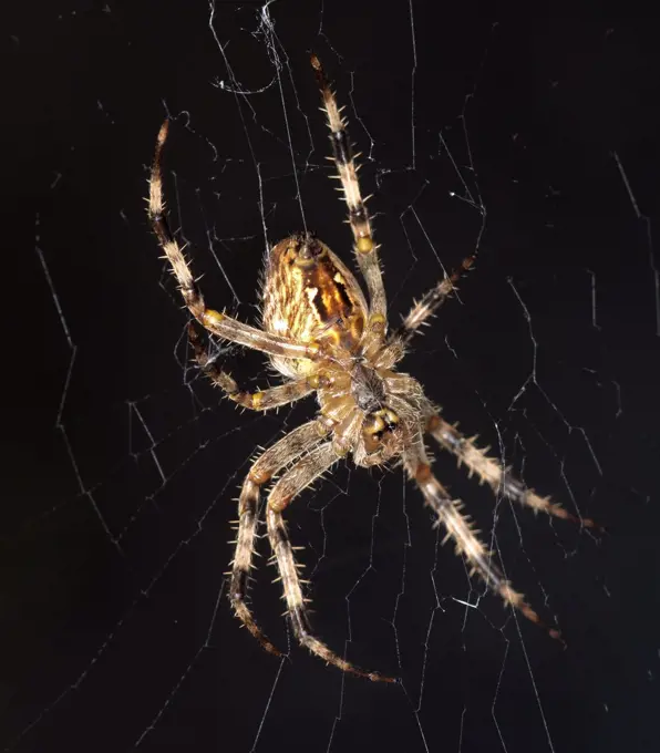 European Garden Spider, (Araneus diadematus) on web, captive.