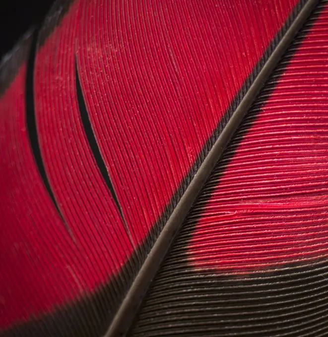 Guinea Turaco (Tauraco persa) wing feather against black background.