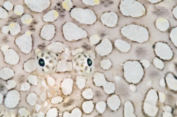 Eyes of Margined sole fish (Brachirus heterolapis) on its camouflaged body. Saonek Island, Raja Ampat, West Papua, Indonesia. Tropical West Pacific Ocean. Dampier Strait.