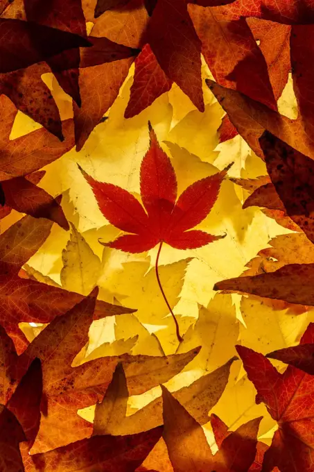 Maple leaves backlit on lightbox, Broxwater, Cornwall, UK. November 2013.