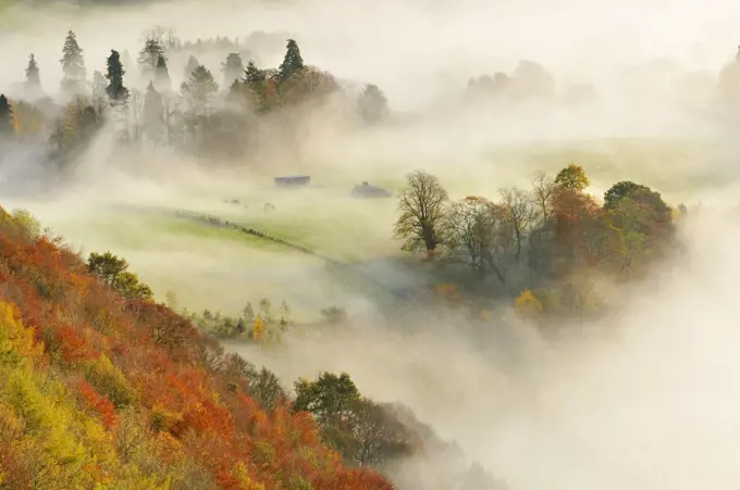 A misty morning over a mixed woodland in autumn,  Kinnoull Hill Woodland Park, Perthshire, Scotland, November 2011. Highly commended in the Wild Woods Category of the British Wildlife Photography Awards (BWPA) competition 2013