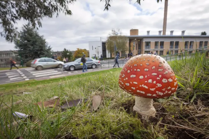 Fly Agaric (Amanita muscaria) toadstool growing on the University of Nottingham campus, UK, November