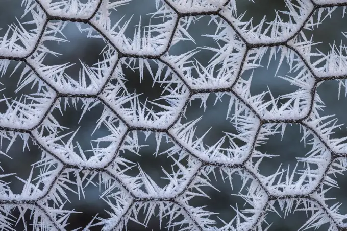 Chicken wire coated in hoar frost. Peak District National Park, Derbyshire, UK, December 2012.