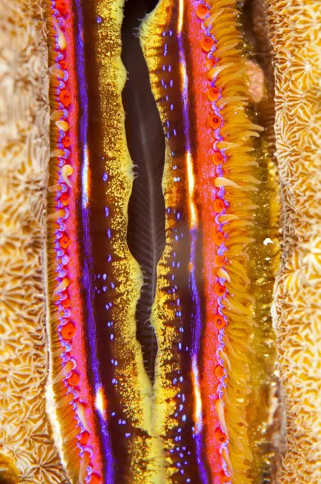 Coral clam (Pedum spondyloideum) close up,  Maldives, Indian Ocean