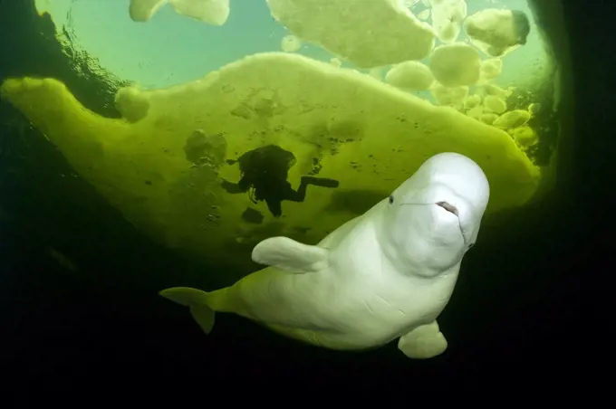 Scuba diver behind Beluga whale (Delphinapterus leucas) swimming under ice, Arctic circle Dive Center, White Sea, Karelia, northern Russia March 2010 Captive