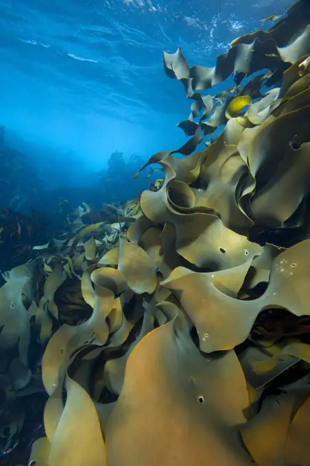 Fronds of bull kelp (Durvillaea potatorum) beneath waves. The Laterns, Tasmania, Australia. Tasman Sea.