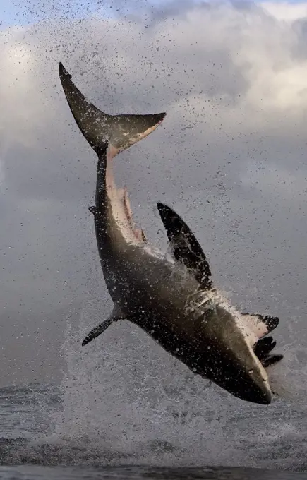 Great white shark (Carcharodon carcharias) breaching whilst attacking seal decoy, Seal Island, False Bay South Africa.