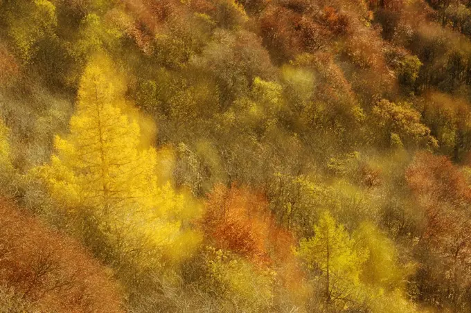 Abstract shot at dawn over a mixed woodland in autumn. Kinnoull Hill Woodland Park, Perthshire, Scotland, November.