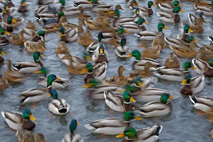 Mallard ducks (Anas platyrhynchos) large group feeding, motion blur image, Southern Norway. January.