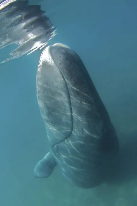 Bowhead Whale (Balaena mysticetus) rubbing off flaking skin on the ocean bottom, east coast Baffin island, Qikiqtarjuaq, Nunavut, Canada, May.