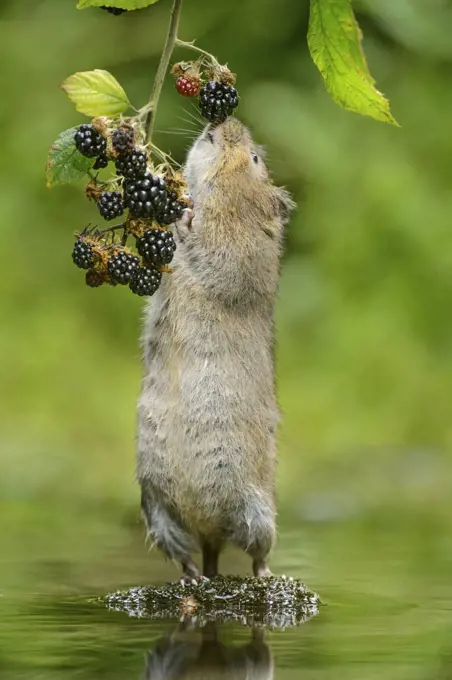 Water vole (Arvicola amphibius) standing on hind legs sniffing blackberry, Kent, UK, September.