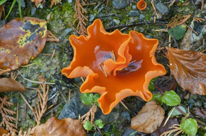 Orange Peel Fungus (Aleuria aurantia) Snowdonia, Wales, UK, October.