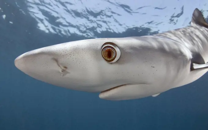 Blue shark (Prionace glauca) Cape Point, South Africa