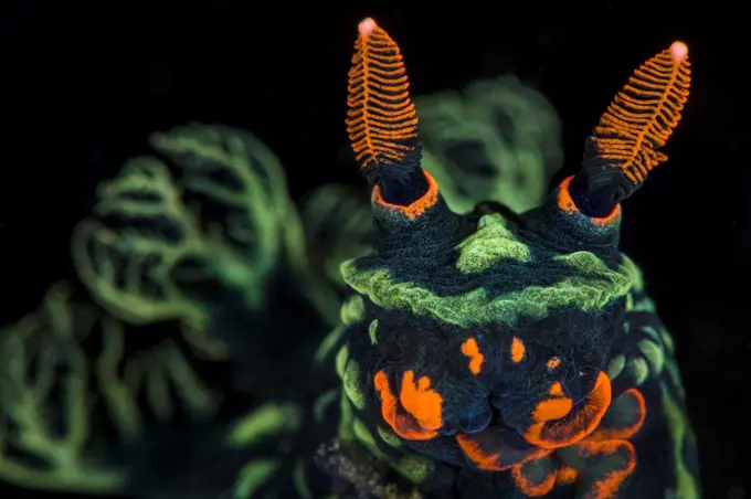 High magnification photo of Nudibranch (Nembrotha kubaryana), showing orange mouth parts and sensory rhinophores, and green gills (out of focus) Bitung, North Sulawesi, Indonesia. Lembeh Strait, Molucca Sea. Finalist, Wildlife Photographer of the Year (WPOY) 2014 competition, Amphibians and Reptiles category.