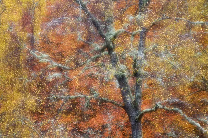 Birch tree (Betula sp) in autumn, blurred, Cairngorms National Park, Scotland, November. Winner of the Wild Woods Category of BWPA competitions 2014.