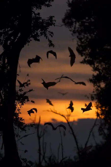 Straw-coloured fruit bats (Eidolon helvum) returning to daytime roost at dawn. Kasanka National Park, Zambia.