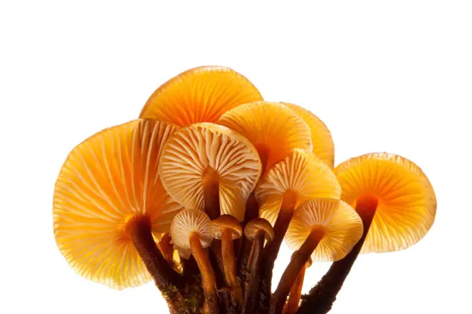 Velvet Shank / Winter Fungus (Flammulina velutipes)against a white background. Peak District National Park, UK, January.