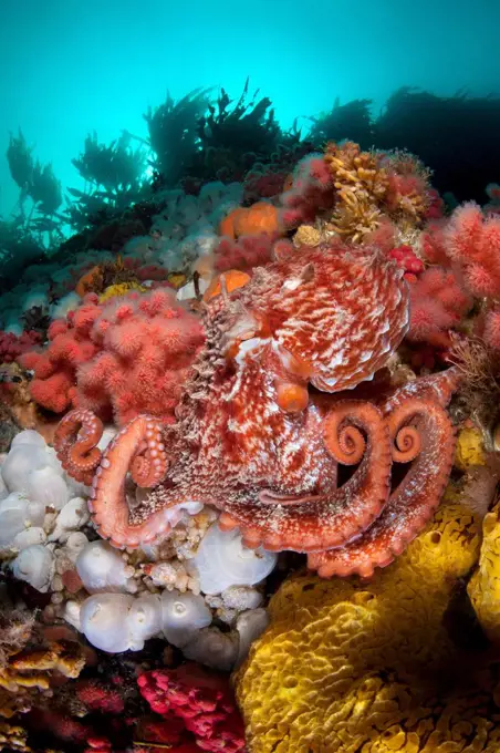 Pacific giant octopus (Enteroctopus dofleini) hunts for food on a colourful reef in Browning Pass, Vancouver Island, British Columbia, Canada