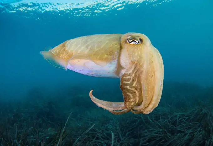 A common cuttlefish (Sepia officinalis) above seagrass meadow (Posidonia oceanica). Xlendi Bay, Gozo Island, Malta, Mediterranean Sea.