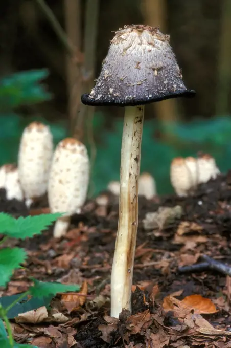 Shaggy inkcap / Lawyer's wig fungus Coprinus comatus} Belgium