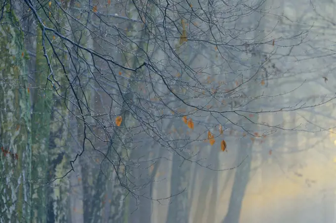 European beech (Fagus sylvatica) and Silver birch (Betula pendula) woodland in mist, Potsdam, Germany, January 2016.