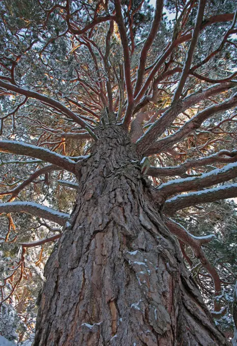 Ancient Scots pine tree (Pinus sylvestris) low angle view, Cairngorms National Park, Scotland, UK, December.