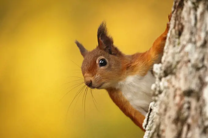 Red squirrel (Sciurus vulgaris) with autumn colours, Cairngorms National Park, Highlands, Scotland, UK. October.