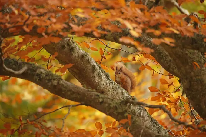 Red squirrel (Sciurus vulgaris) on branch in autumnal forest, Cairngorms National Park, Highlands, Scotland, UK, October