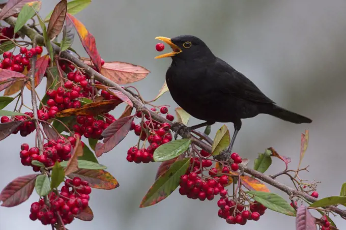 Blackbird (Turdus merula) male feeding on Cotoneaster berries, Monmouthshire, Wales, UK. December.