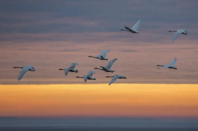 Whooper swans (Cygnus cygnus), flying at sunset, Caerlaverock Wildfowl & Wetland Trust, Dumfries & Galloway, Scotland, November 2016