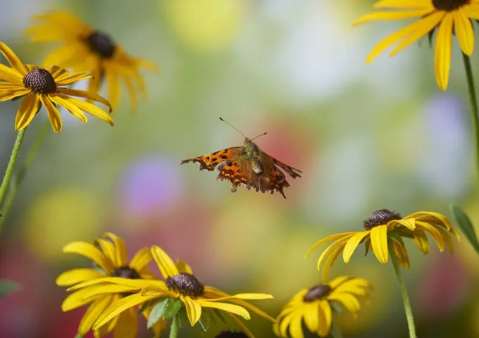 Comma butterfly (Polygonia c-album) in flight, Sussex, England, UK, September.