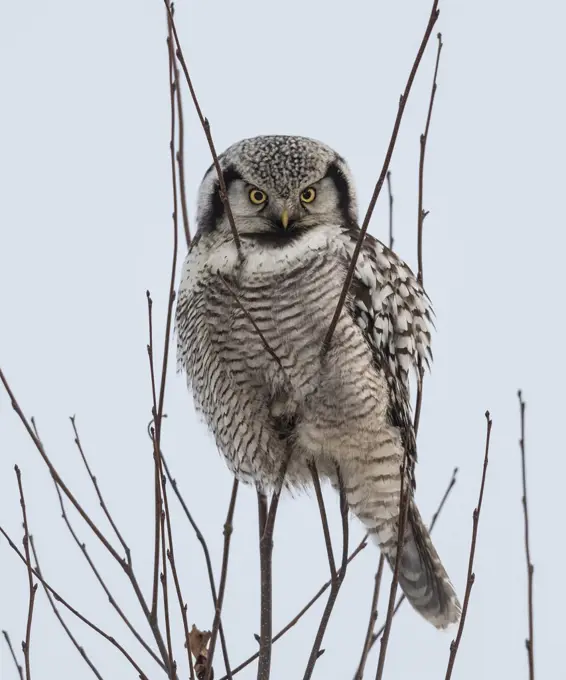 Northern hawk-owl (Surnia ulula) perched, Finland, January.