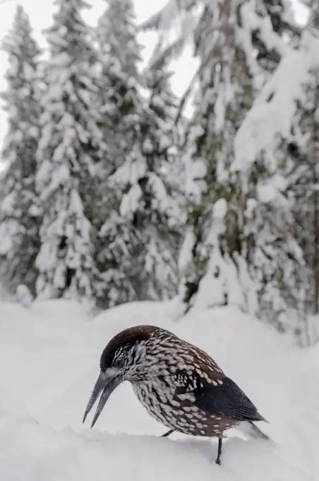 Spotted nutcracker (Nucifraga caryocatactes) finding cached hazelnut, Sweden, February.