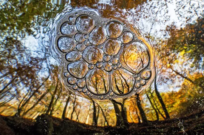 Underwater view of bubbles in water and trees on land, La Hoegne mountain stream, Belgium.