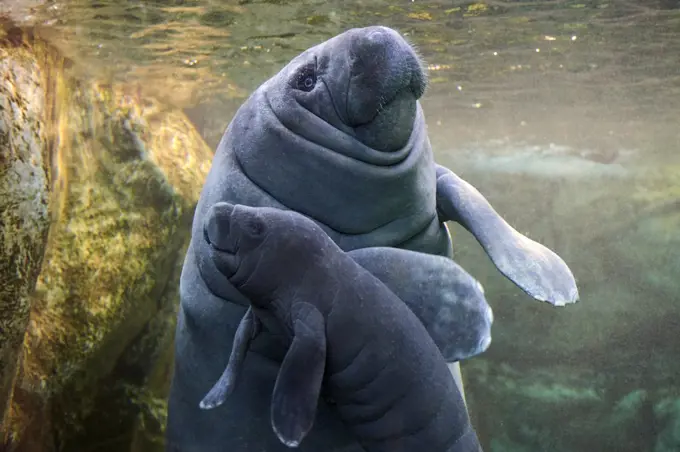 Caribbean manatee or West Indian manatee (Trichechus manatus) mother with baby, age two days, captive, Beauval Zoo, France